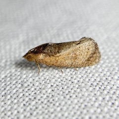 Cryptophlebia ombrodelta