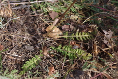Pedicularis