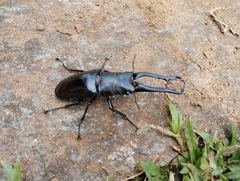 Prosopocoilus girafa nilgirensis