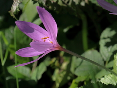 Colchicum
