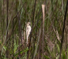 Sporophila