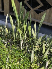 Sansevieria