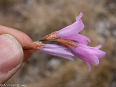 Dierama