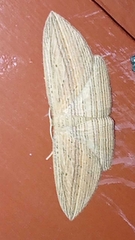 Epiphryne verriculata