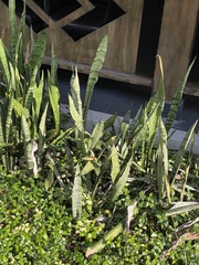 Sansevieria