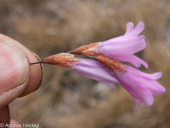Dierama