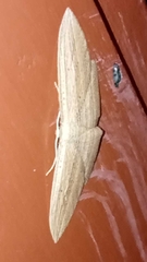 Epiphryne verriculata