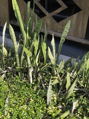 Sansevieria
