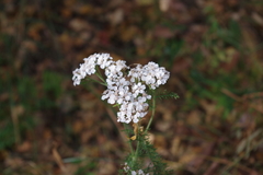 Achillea millefolium