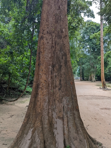 Image of Irvingia malayana by (c) Caleb Catto, some rights reserved (CC BY)