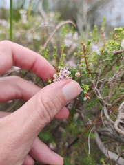 Erica curvirostris