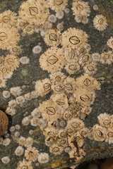 Semibalanus balanoides