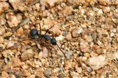 Polyrhachis schistacea