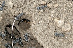 Polyrhachis schistacea