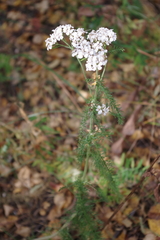 Achillea millefolium