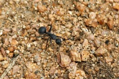 Polyrhachis schistacea