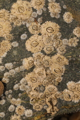 Semibalanus balanoides