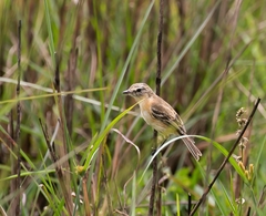 Polystictus pectoralis