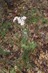 Achillea millefolium