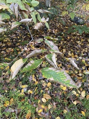 Acalitus ferrugineum