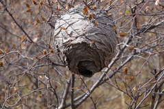 Vespula