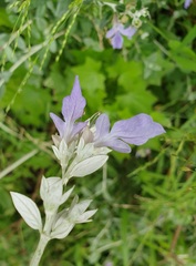 Teucrium fruticans