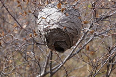 Vespula