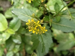 Rorippa indica