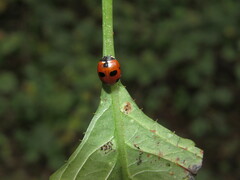 Coccinella magnifica