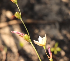 Hesperantha