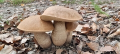 Leccinum duriusculum