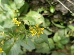 Rorippa indica