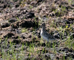 Gallinago paraguaiae