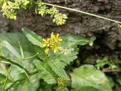 Rorippa indica