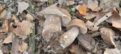 Leccinum duriusculum