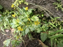 Rorippa indica