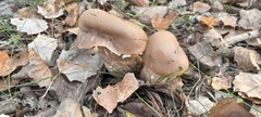 Leccinum duriusculum