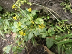 Rorippa indica