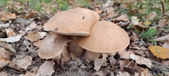 Leccinum duriusculum