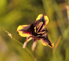 Moraea lurida
