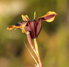 Moraea lurida