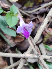 Asystasia gangetica