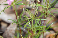 Stylidium scandens