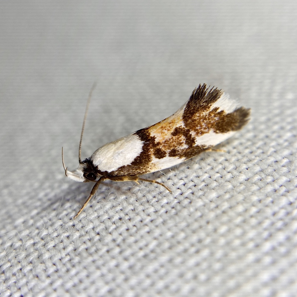Eulechria lunata