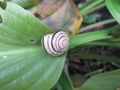 Caucasotachea vindobonensis