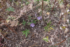 Geranium pseudosibiricum