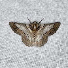 Hypobapta tachyhalotaria