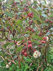 Eucalyptus cosmophylla