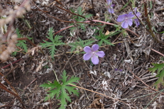 Geranium pseudosibiricum