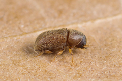 Polygraphus poligraphus